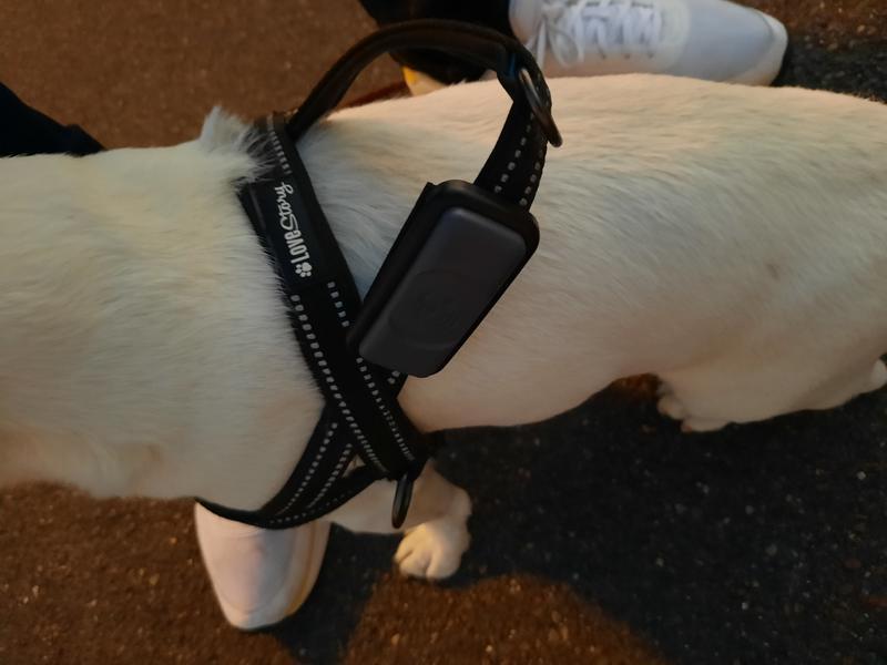 Maxi Zoo Traceur GPS pour chiens gris clair *édition limitée