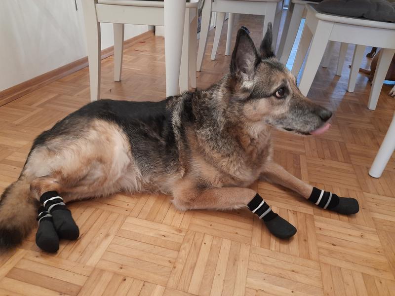 Chaussette antidérapante best sale pour vieux chien