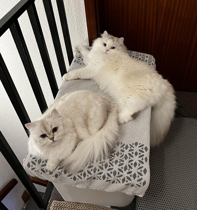 MORE Katzentoilette XXL Titan | FRESSNAPF