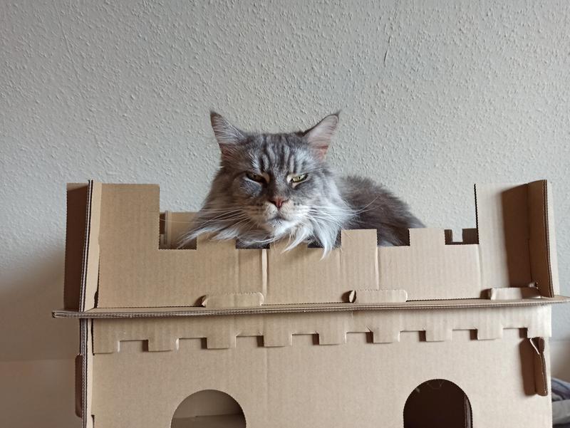 Canadian Cat Company Katzenburg XL aus Pappe | FRESSNAPF