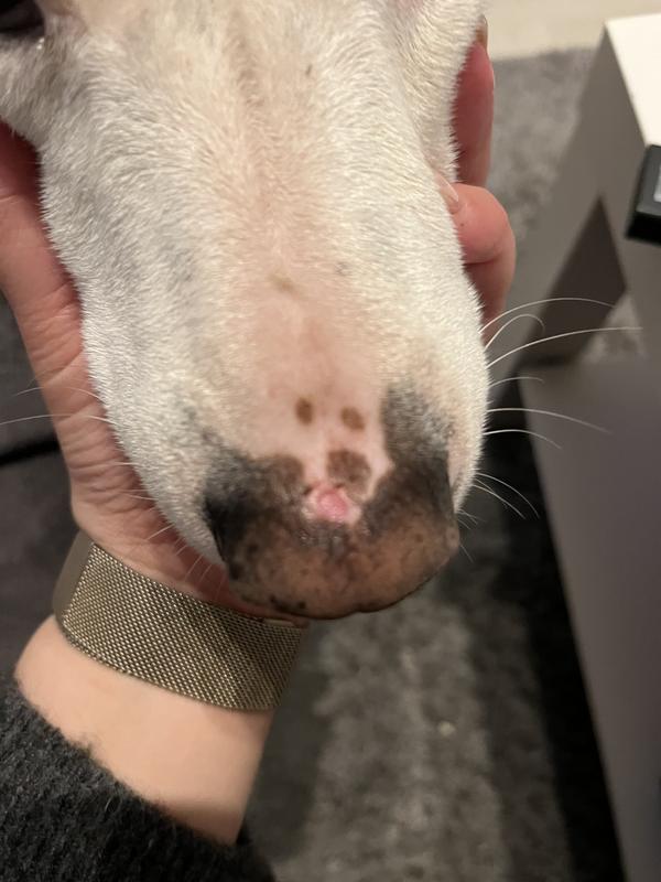 Chiroyli rus fohishalar