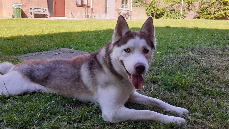 PREMIERE Meati Adult Pouch Beef 5x500 g | MAXI ZOO