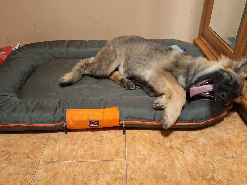 LUPPET Haustierbett Grün – Weiche Unterlage Für Hunde & Katzen (ca. 100x90 Cm)