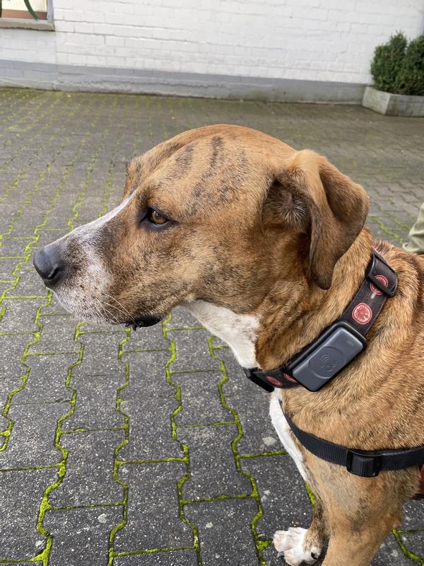 Maxi Zoo Traceur GPS pour chiens