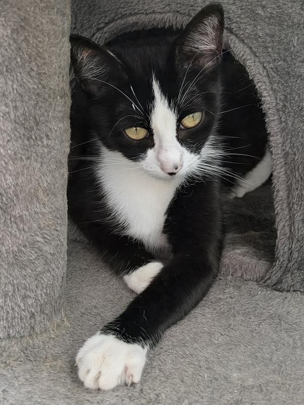 FIT+FUN Katzenstreu klumpend 20 kg | FRESSNAPF