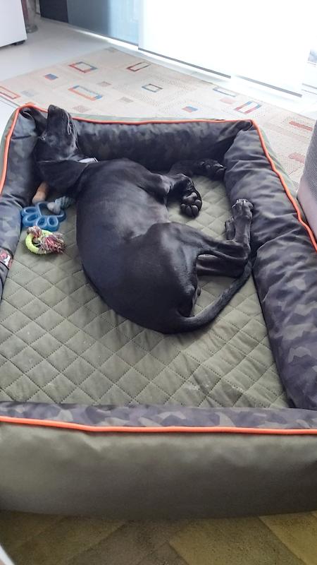 hundespielzeug ball am seil Unzerstörbares Hundespielzeug Ball mit Seil ab 11,99 € – Kaiser Hund main image 1