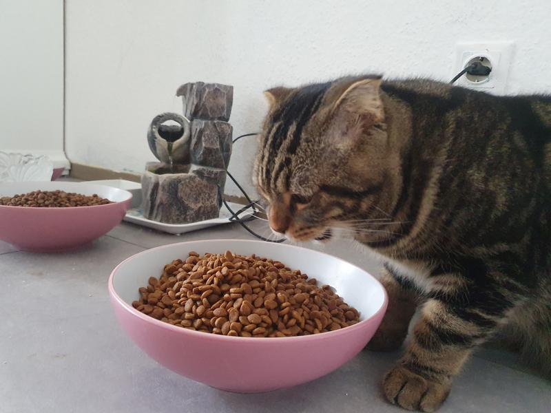 Royal Canin Renal ROYAL CANIN Perser-Katzenfutter Für Erwachsene Katzen – 2 Kg, 4 Kg, 10 Kg Oder 20 Kg Beutel Katzenfutter Trockenfutter Für Erwachsene Perserkatzen