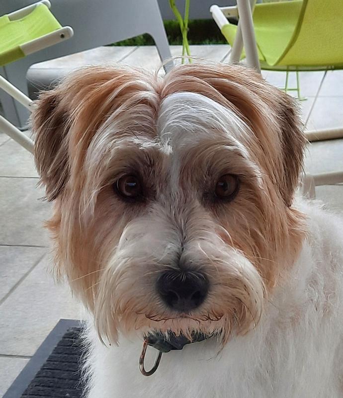 Hunde Jack Russel Chihuahua Mix Lebenserwartung EARLFAMILY 13 Cm X