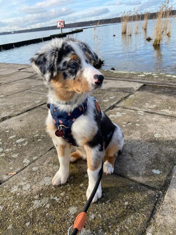 GOOPAWS Hundegeschirr Gepolstert & Reflektierend – Verstellbar Für Kleine Bis Große Hunde