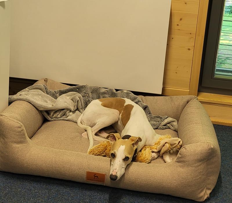 Knuffelwuff Hundebett Emma aus Velours mit feinem Handwebcharakter in  Pastellfarben beige M-L | FRESSNAPF
