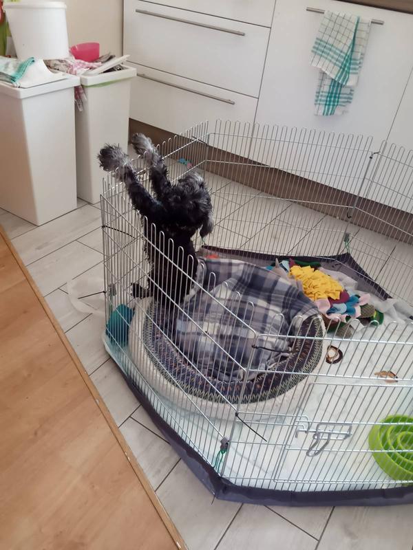 Cage Sac Transport Chat Maxi Zoo Sac Transport Chat 46x28x24 Sac