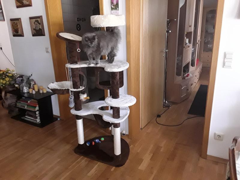 Purina One Croquettes Chat Sterilise Sterilcat Riche En Bœuf Et En Ble 3 Kg Maxi Zoo