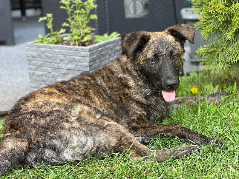 hund trinkflasche Kurgo Gourd Hundetrinkflasche mit Napf