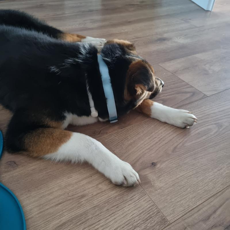 STUCH Hundehalsband Verstellbar – Gepolstertes Nylon, Größe L (47-72 Cm), Mit Zugentlastung, Buntes Blätter-Design