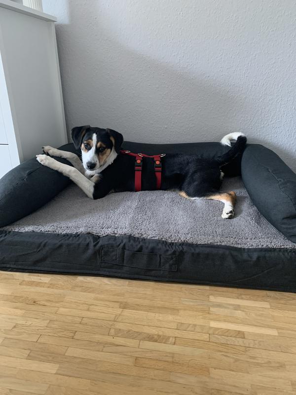 hundeleine 10 meter 10 Meter lange Hundeleine - Angeln
