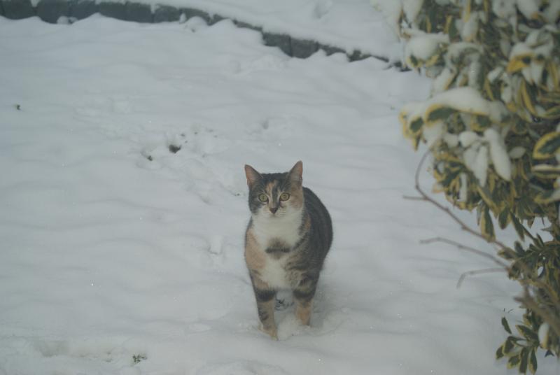 MOMENTS Soup Nassfutter Katze Adult, Huhn und Thunfisch 12x40 g