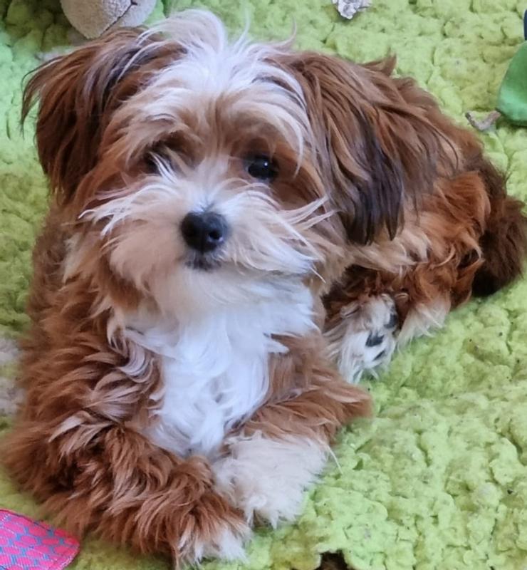 hundebett teddyfell Hundebett TEDDY ist kuschelig und umweltfreundlich aus recycelten PET   Benny Burton