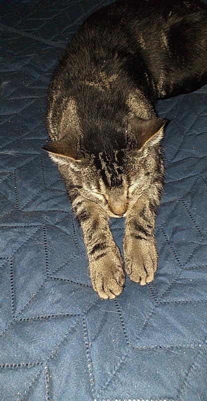 Sabbietta Per Gatti Cat's Best Originale 8,6 Kg - Assorbente 700%, Compostabile, Senza Profumi