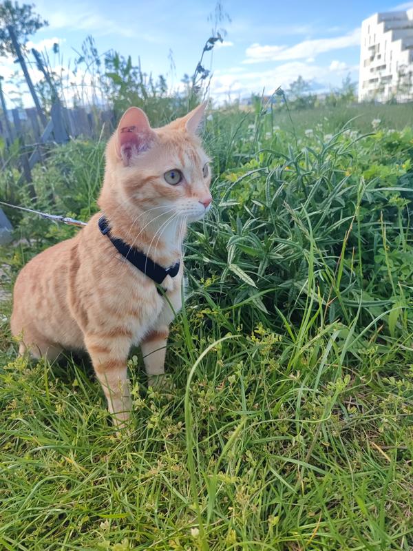 Cat's Best Kattenbakvulling Original
