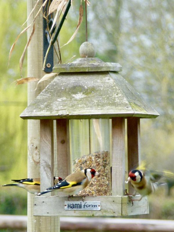 Lillebro Graines de tournesol décortiquées pour oiseaux