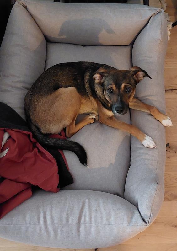 Knuffelwuff Hundebett Emma aus Velours mit feinem Handwebcharakter in  Pastellfarben beige M-L | FRESSNAPF