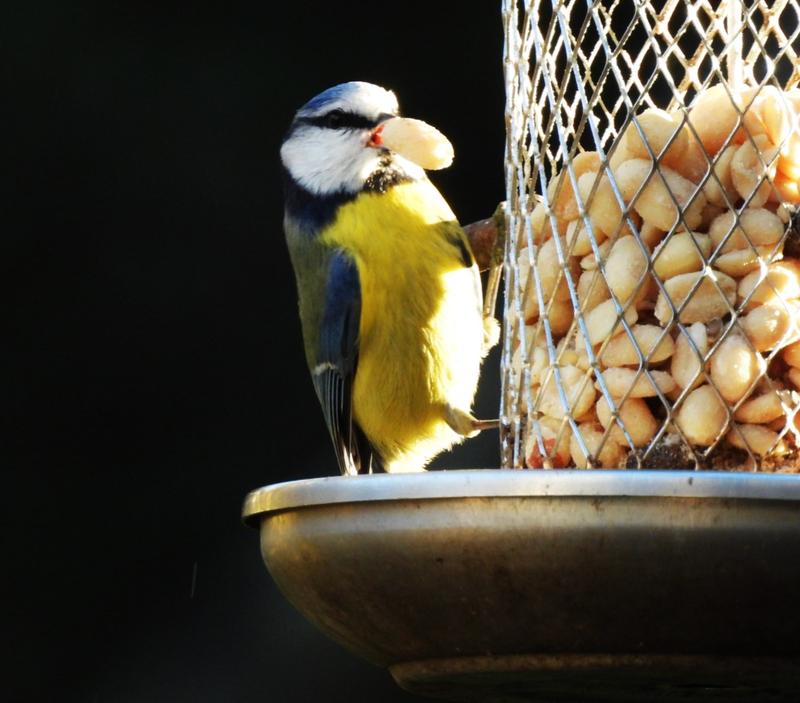 Erdtmanns Arachides Concassées pour Oiseaux 2,5 Kg : : Jardin