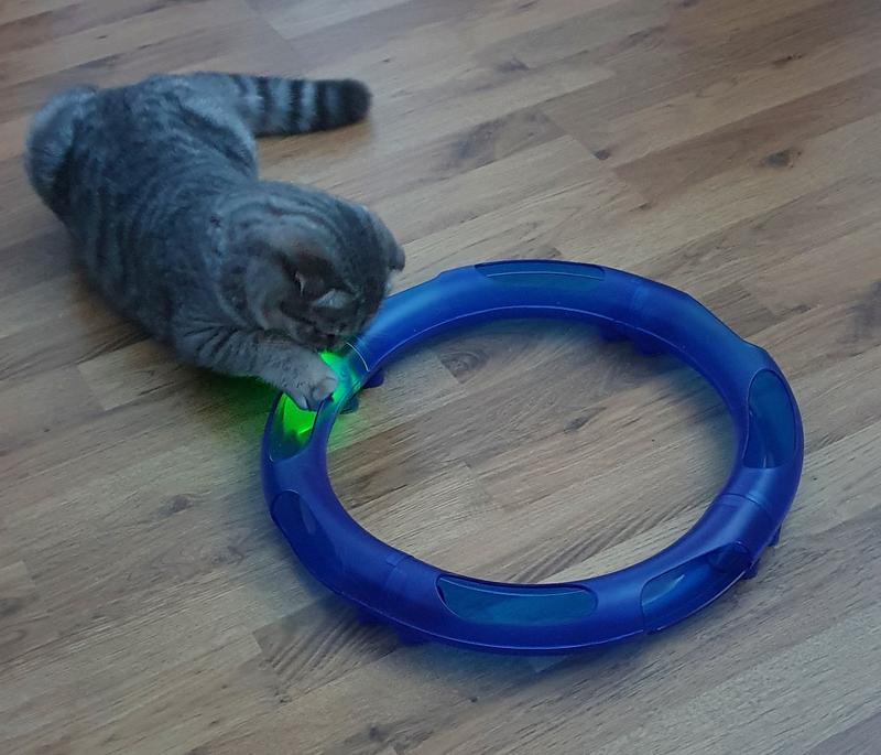 AniOne Circle cat circuit | MAXI ZOO