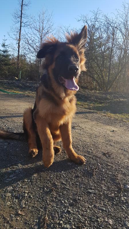 ROYAL CANIN German Shepherd Puppy 12 kg MAXI ZOO