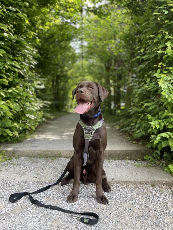 ARDAP Zecken- & Floh-Halsband fr Hunde S | FRESSNAPF