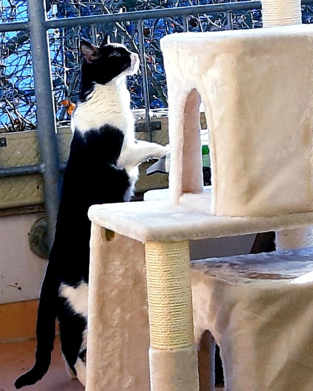 Anione Filet De Protection Pour Chat Avec Renfort De Fil De Fer Env 3 X 6 M Maxi Zoo