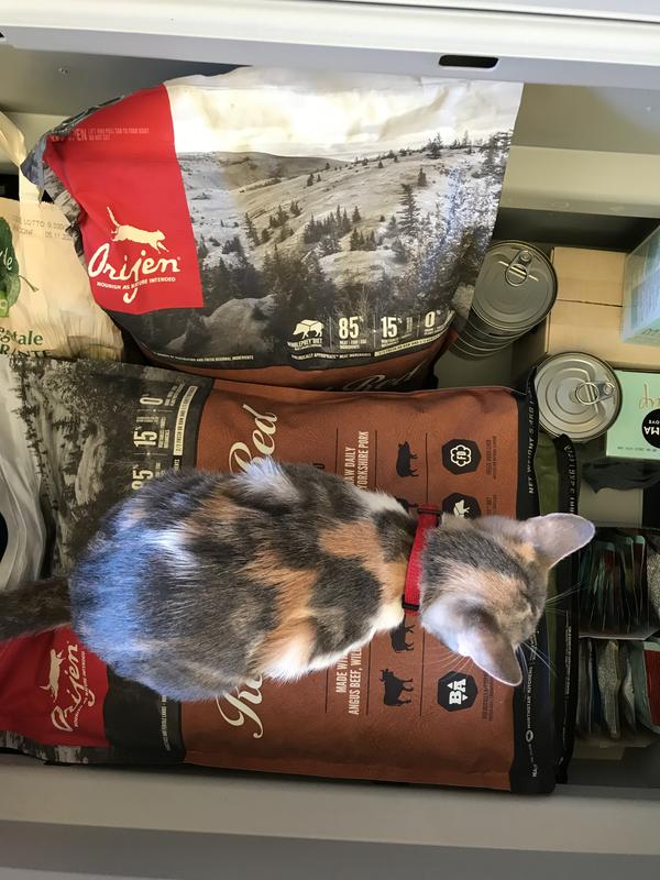 Orijen Croquettes Chat Regional Red 1 8 Kg Maxi Zoo