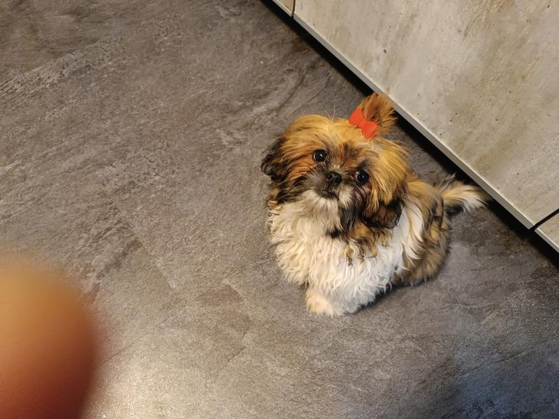 ROYAL CANIN Shih Tzu Puppy kg MAXI ZOO