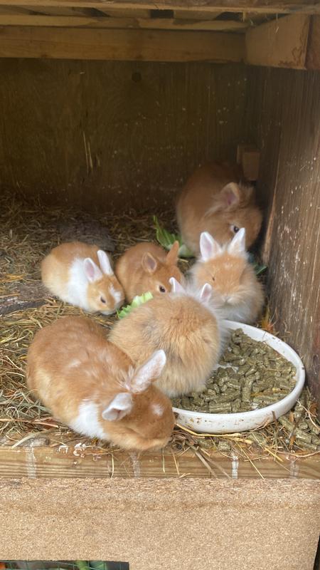Versele-Laga Crispy Pellets Rabbits 2kg (461150) - Vet-Plus
