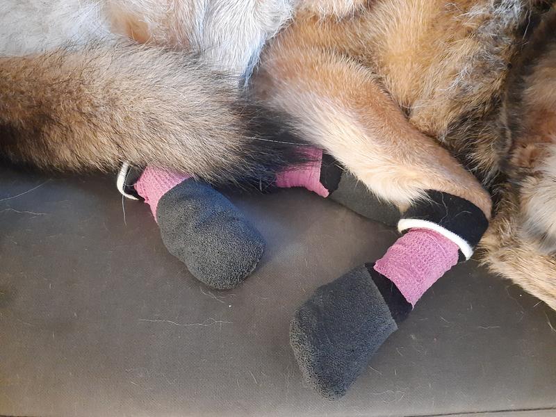 Trixie Hundesocken S-M