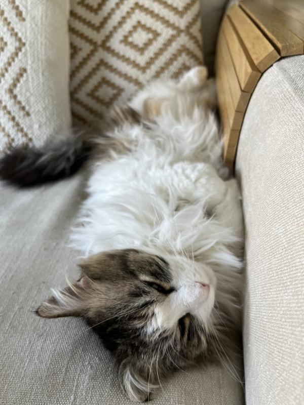 PRO PLAN Liveclear Sterilised Adult Truthahn kg FRESSNAPF