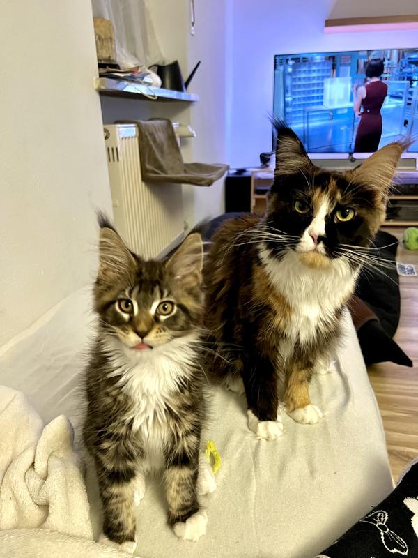 Mjamjam Katzen-Nassfutter Quetschie Duo Ente & Pute mit Kürbis 125 g