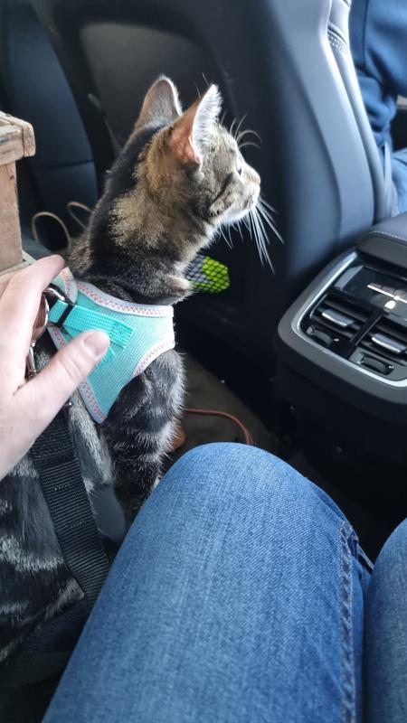 Ceinture De Sécurité Pour Chien En Voiture - Longueur Réglable 30-60 Cm - Élastique Avec Absorbeur De Choc - Pour Tous Chiens Et Chats
