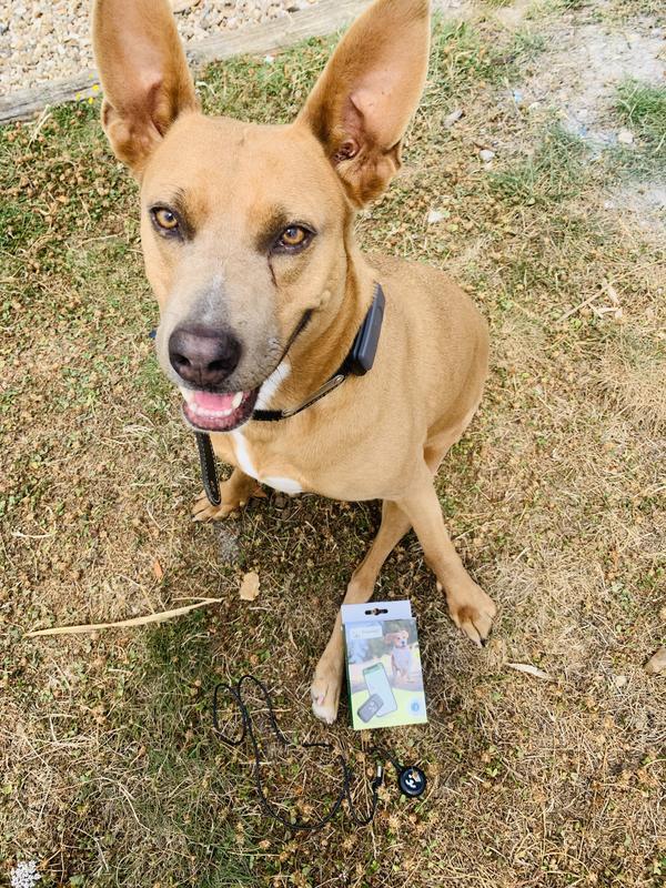 Maxi Zoo lance son tracker GPS pour chien sans abonnement