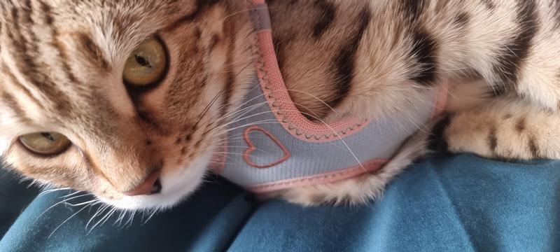 AniOne Pepe&Kitty Liegeplatz S Produktbild-Vorschau 10