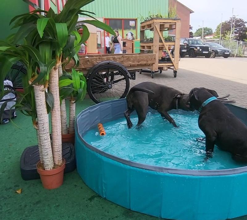 Piscine pour animaux 80 x3 0cm : la piscine à Prix Carrefour