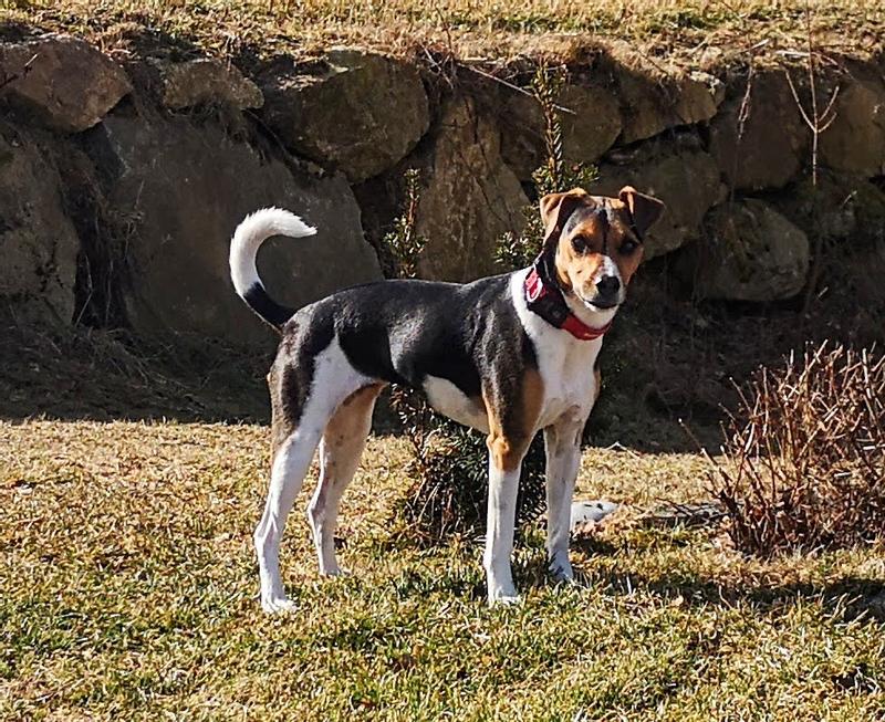 Russel Mix Hundefutter FÃ¼r Jack Russel Welpen Jack Russel Parson