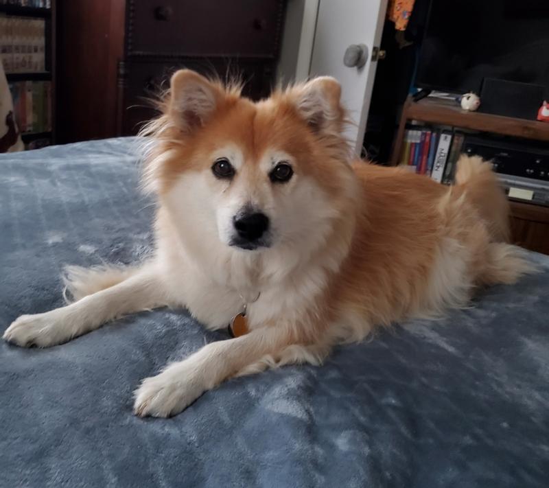 Our dog, Schnitzel Annie