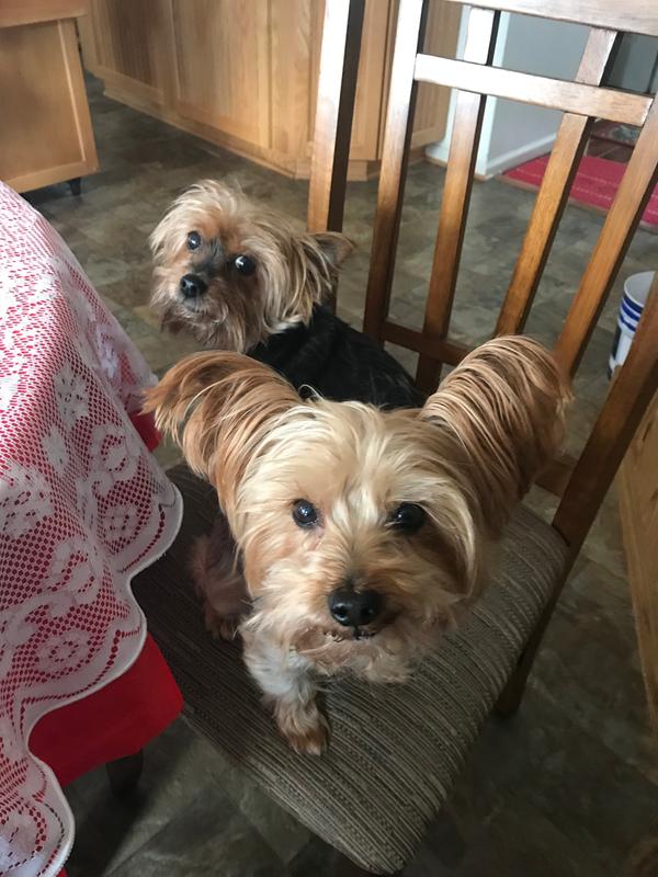 Our Two Yorkies, Scarlet and Tilly