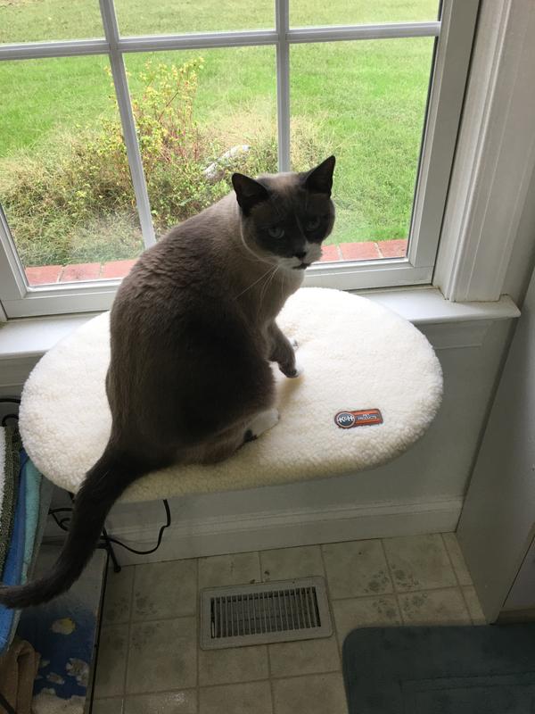 Rosie checking out her new window seat
