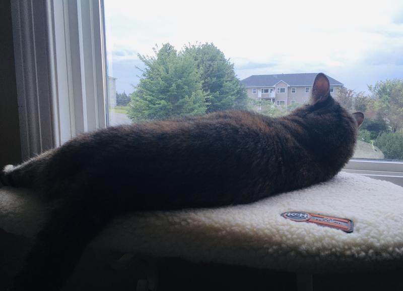 Chutney at the window