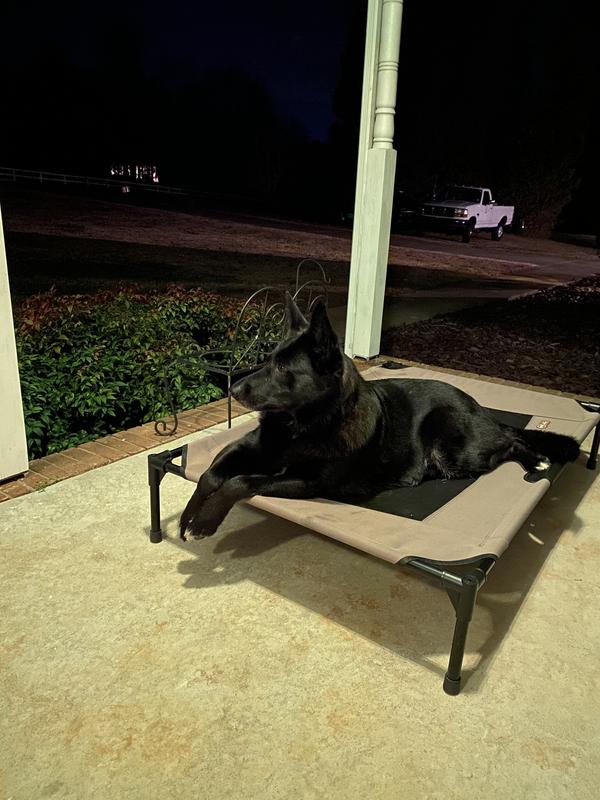 Shadow enjoying her cot a few weeks before the leg broke!