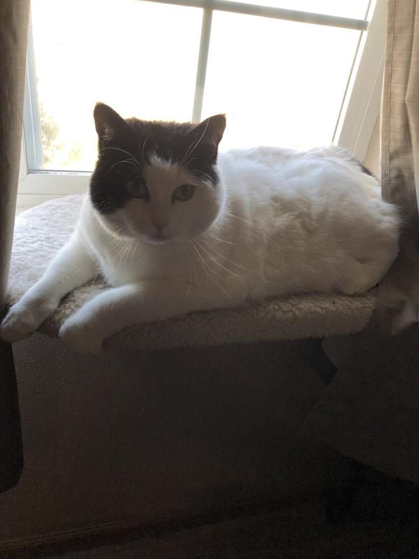 Panda’s turn in the window