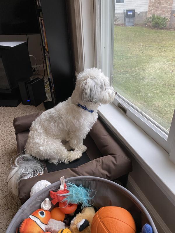 Just watching my friends … birds, squirrels, whatever….