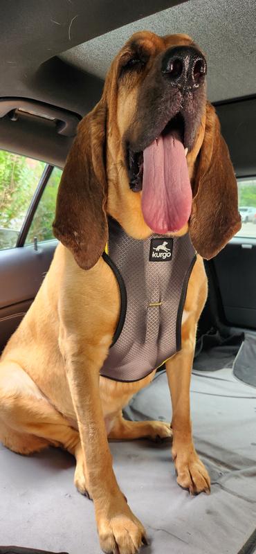 First time using the harness.