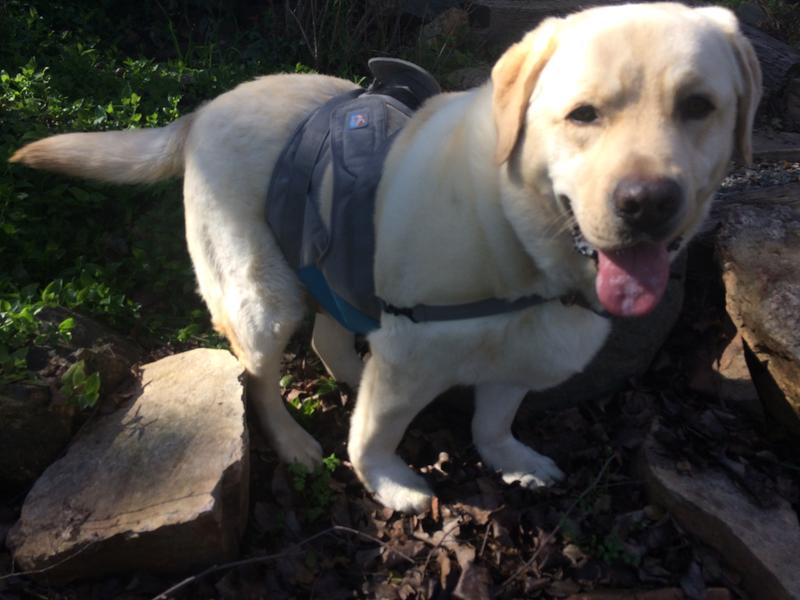 It helps Enzo get around...